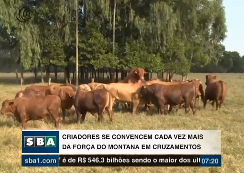 Criadores se convencem cada vez mais da força do Montana em cruzamentos