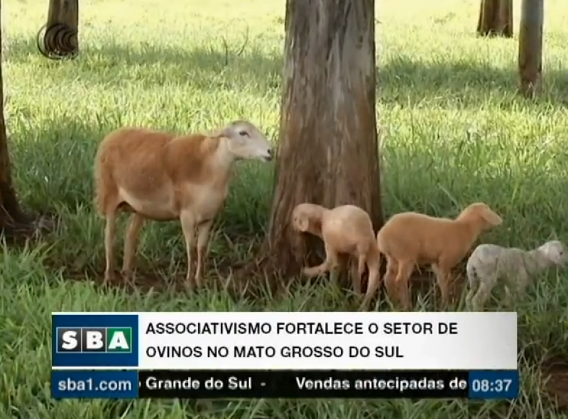 Associativismo fortalece o setor de ovinos no Mato Grosso do Sul