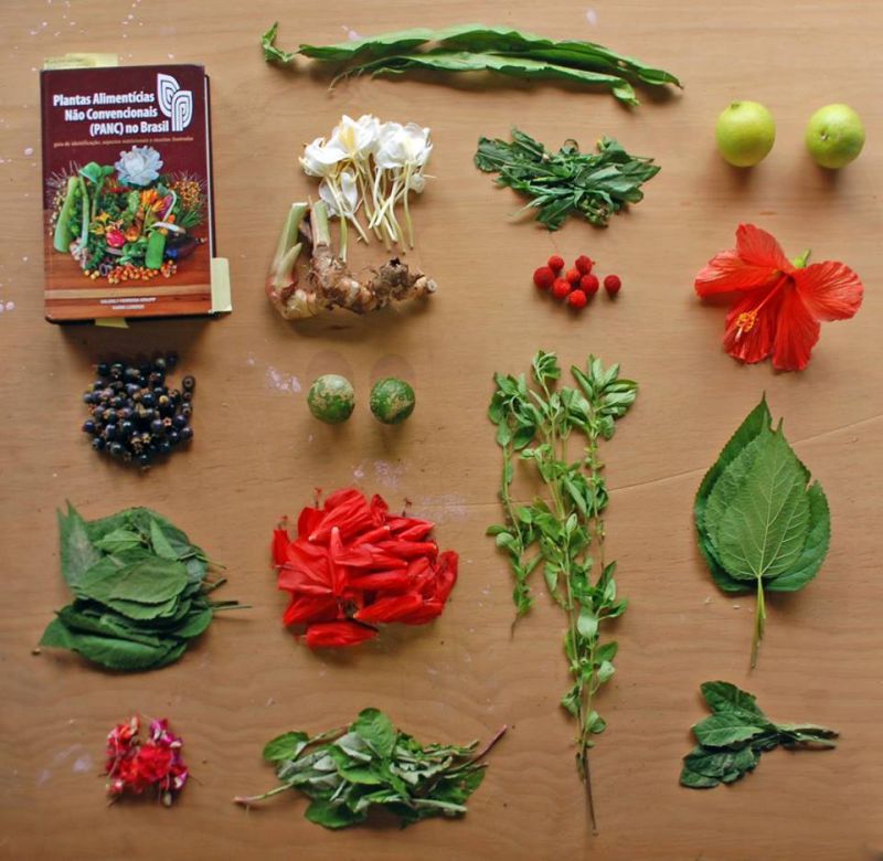 Aprenda sobre as plantas alimentícias não convencionais
