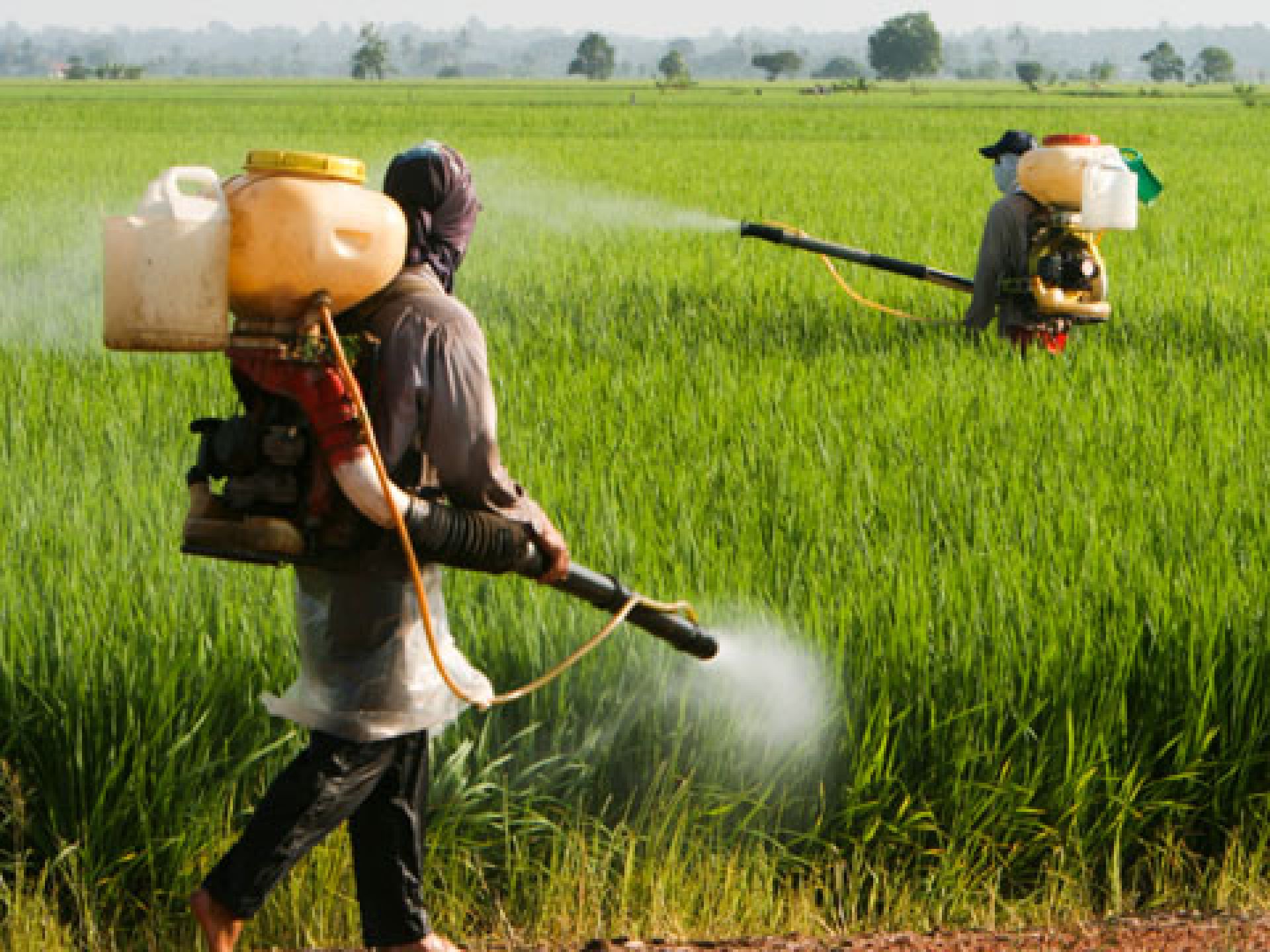 Anvisa proíbe o uso do agrotóxico Paraquate