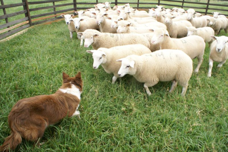 Descubra as vantagens de ter um cão da raça Border Collie em sua propriedade rural