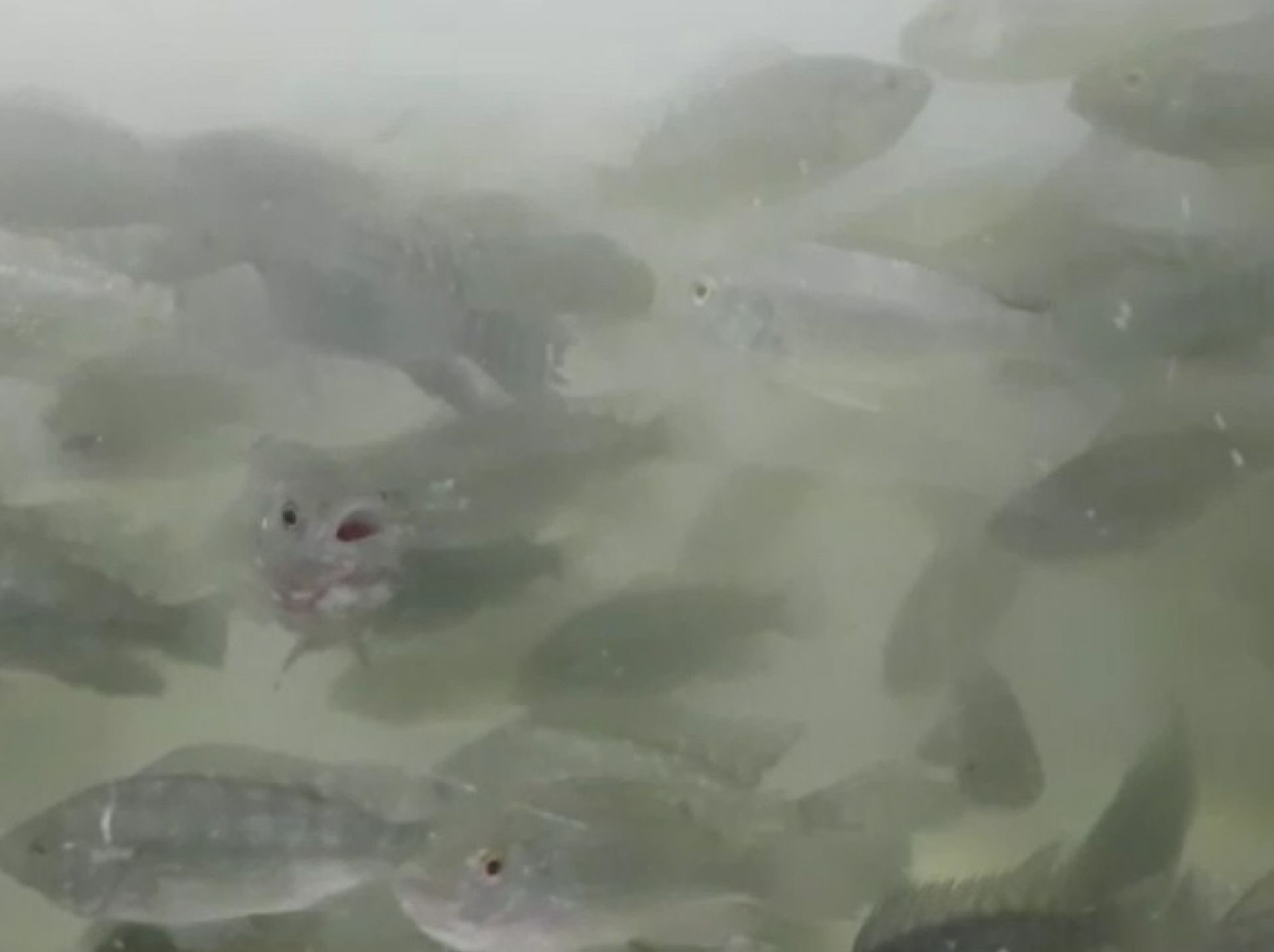 Aquishow Brasil: evento da pesca e aquicultura acontece no interior de SP