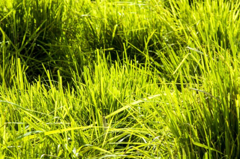 Conheça um pouco mais sobre a cultivar híbrida Tamani 