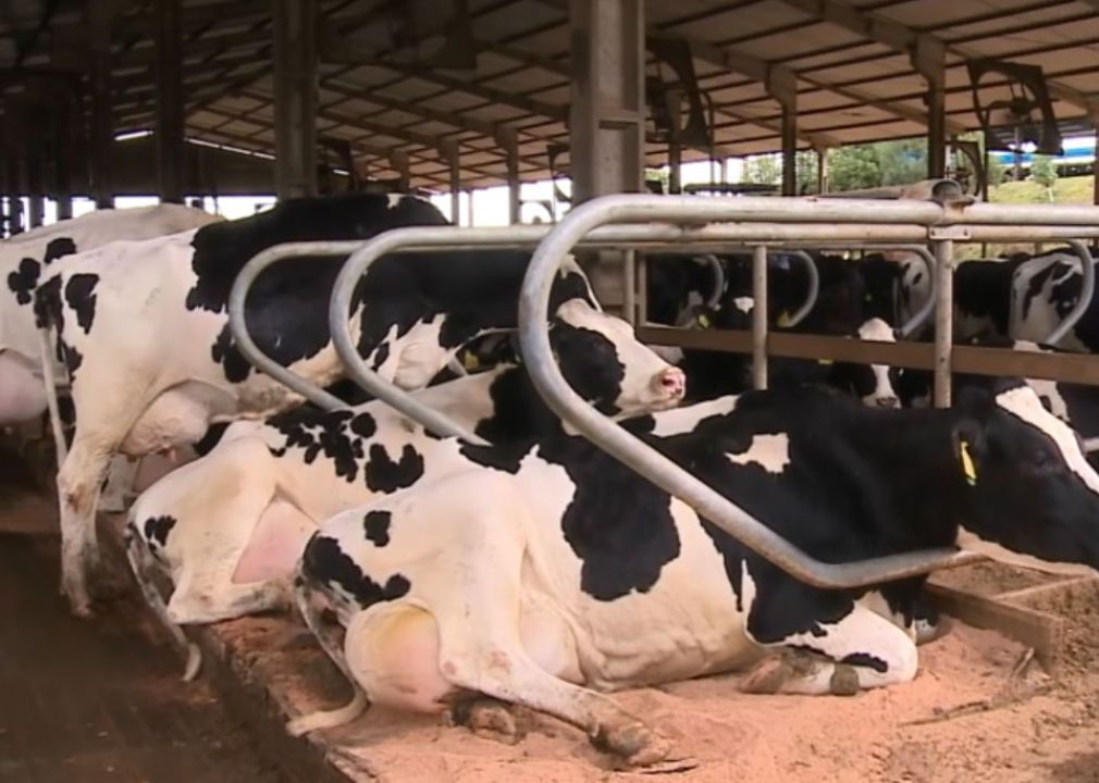 Pandemia da Covid-19 gera incertezas no mercado leiteiro