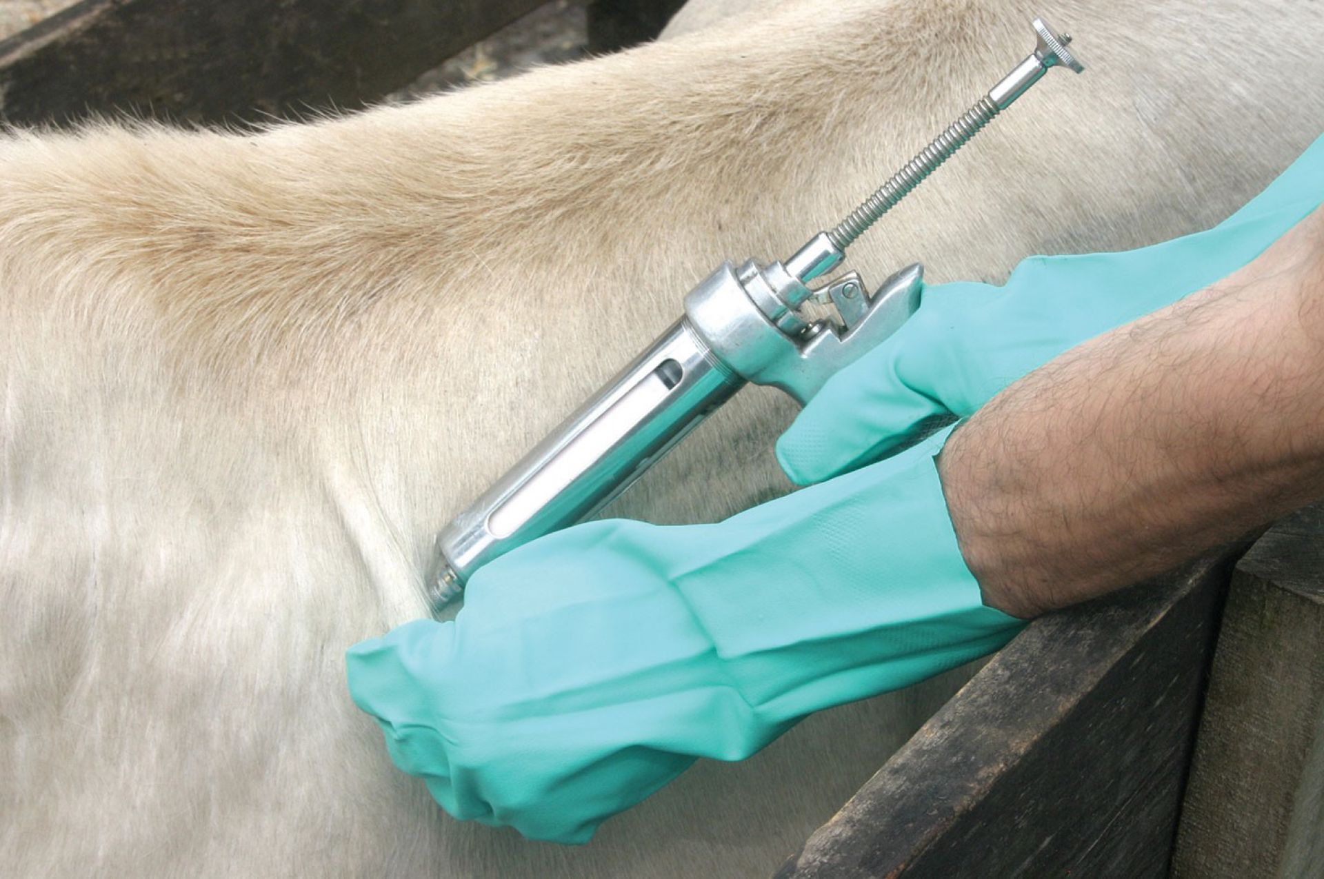 Ministério da Agricultura faz alerta sobre vacinas veterinárias
