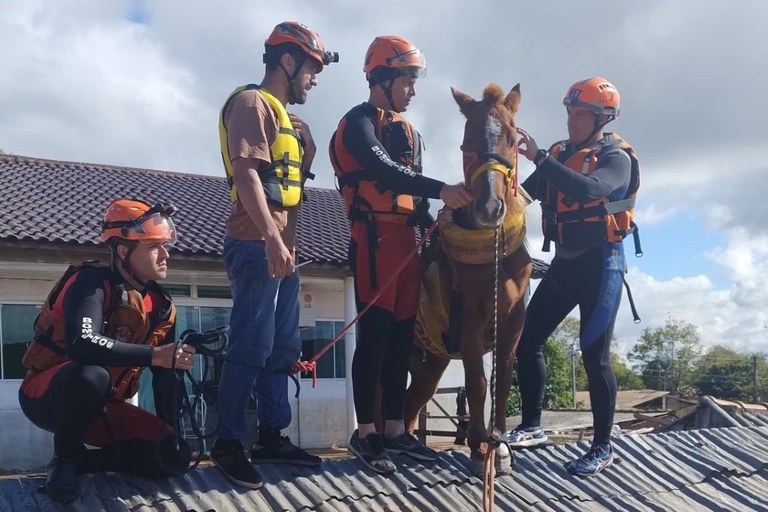 Égua ilhada em telhado no Rio Grande do Sul é resgatada