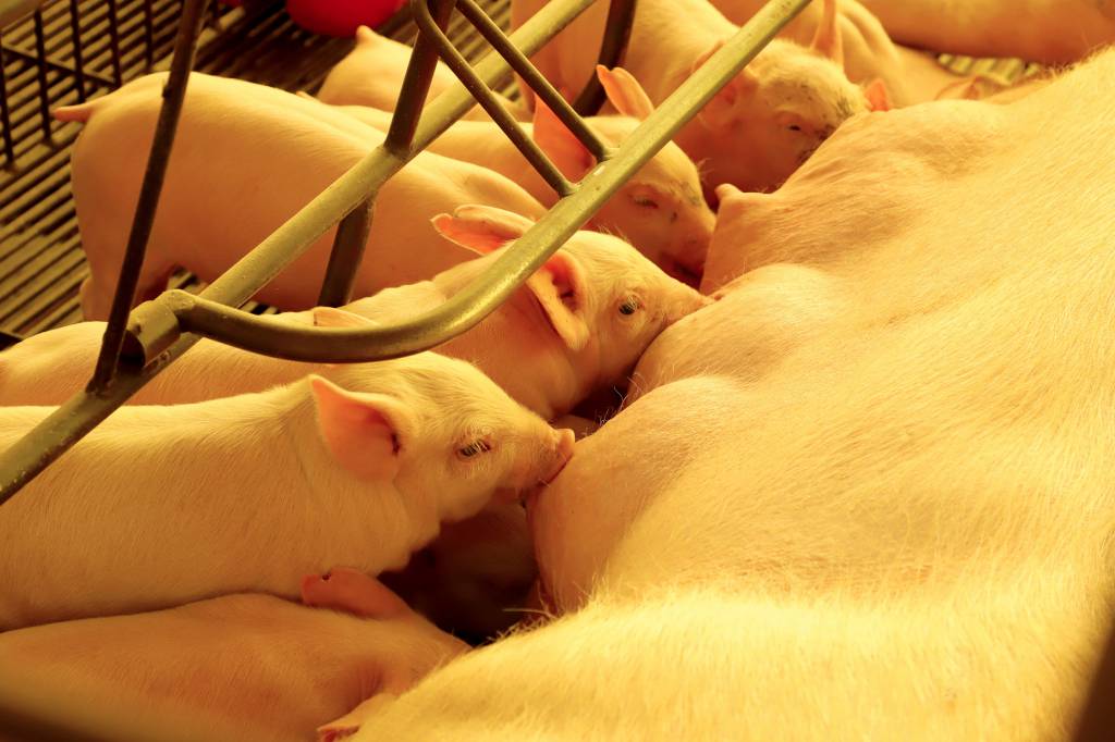Preços da carne suína têm movimentos distintos nas regiões