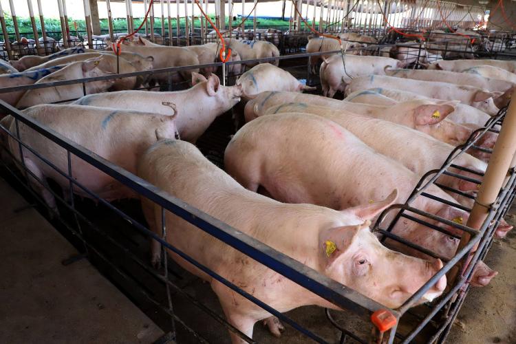 Mato Grosso do Sul está entre os cinco maiores abatedores de suínos