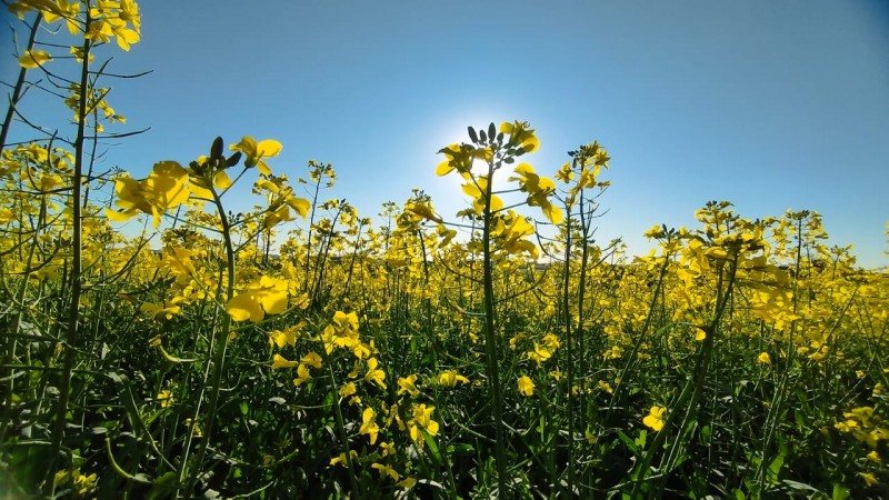 Plantio de canola está com desenvolvimento satisfatório no RS