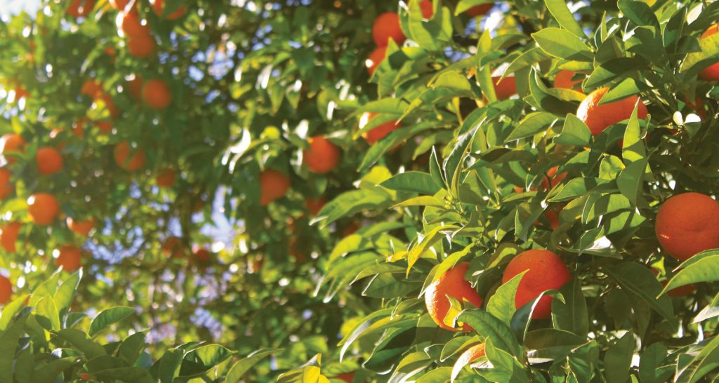 Safra de laranja 2025/26 deve alcançar 294,8 milhões de caixas