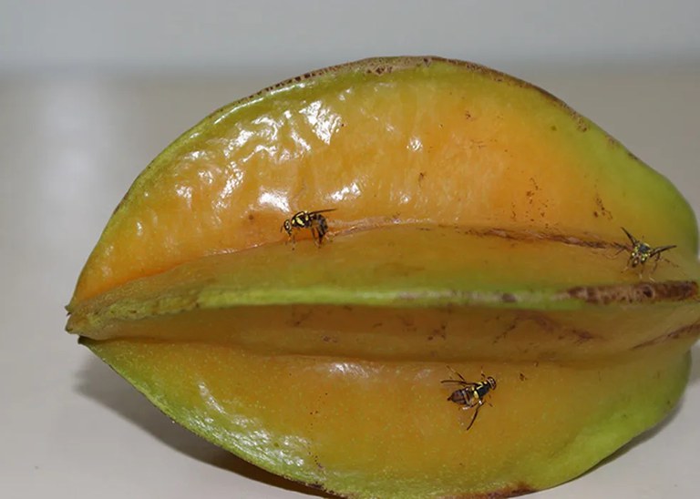 Mapa declara emergência fitossanitária em quatro estados na mosca-da-carambola