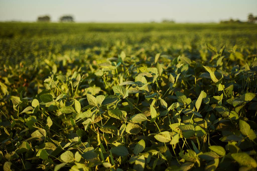 Encontro técnico da soja em Mato Grosso