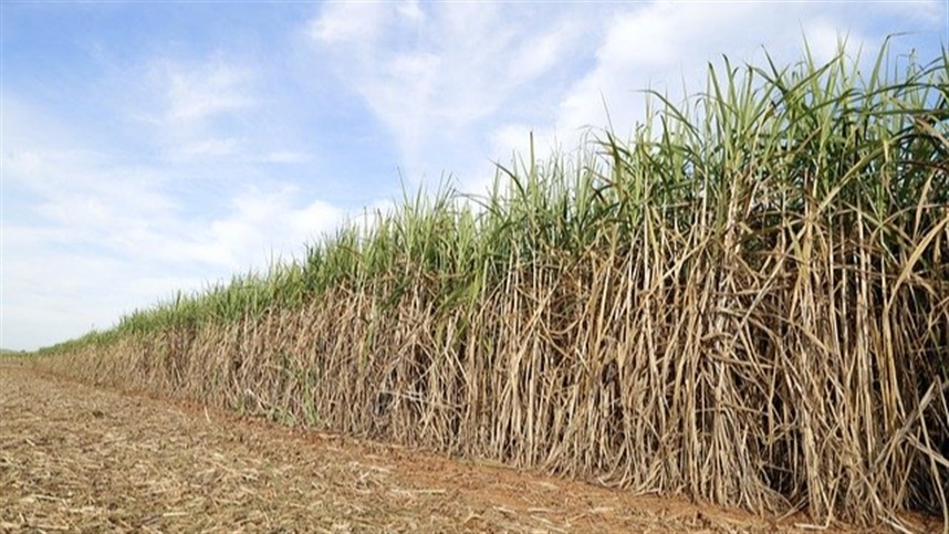 Chuvas irregulares derrubam produtividade da cana
