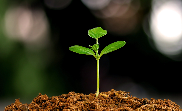 Sustentabilidade orienta principais programas do Mapa e prepara agro brasileiro para a COP 30