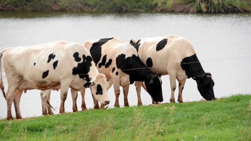 Catástrofe climática e grandes amplitudes térmicas no outono prejudicaram produção leiteira no RS