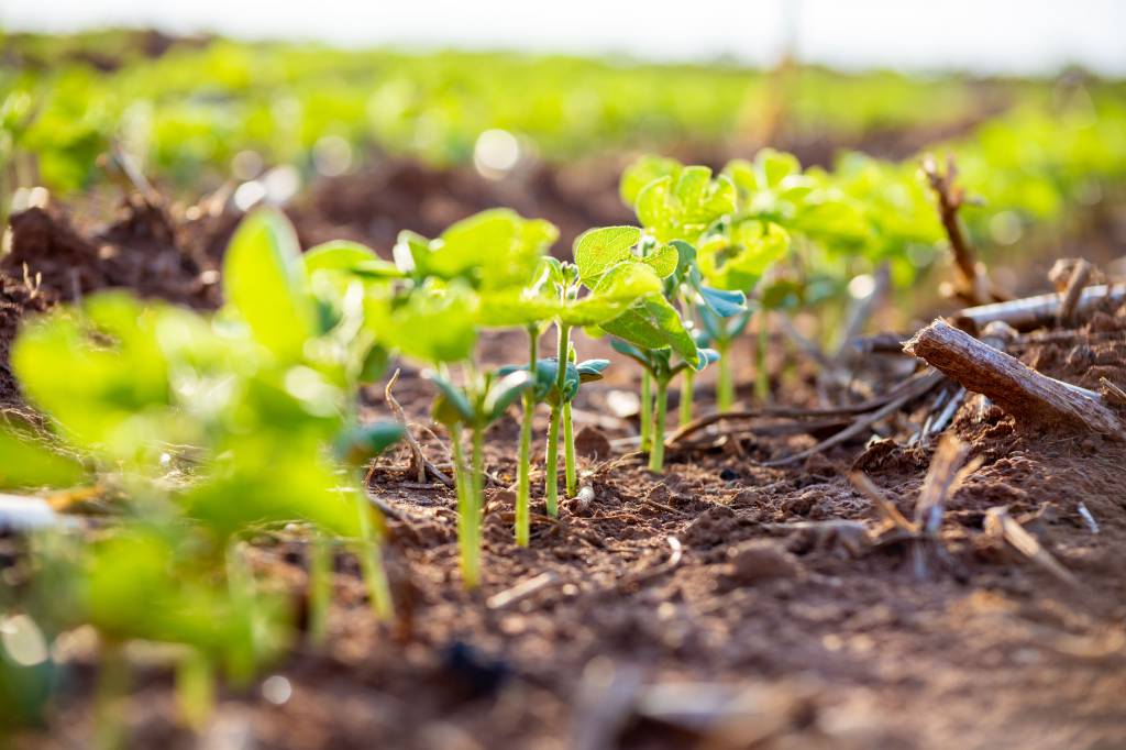 AgRural: plantio da safra de soja 2025/26 no Brasil alcança 97%