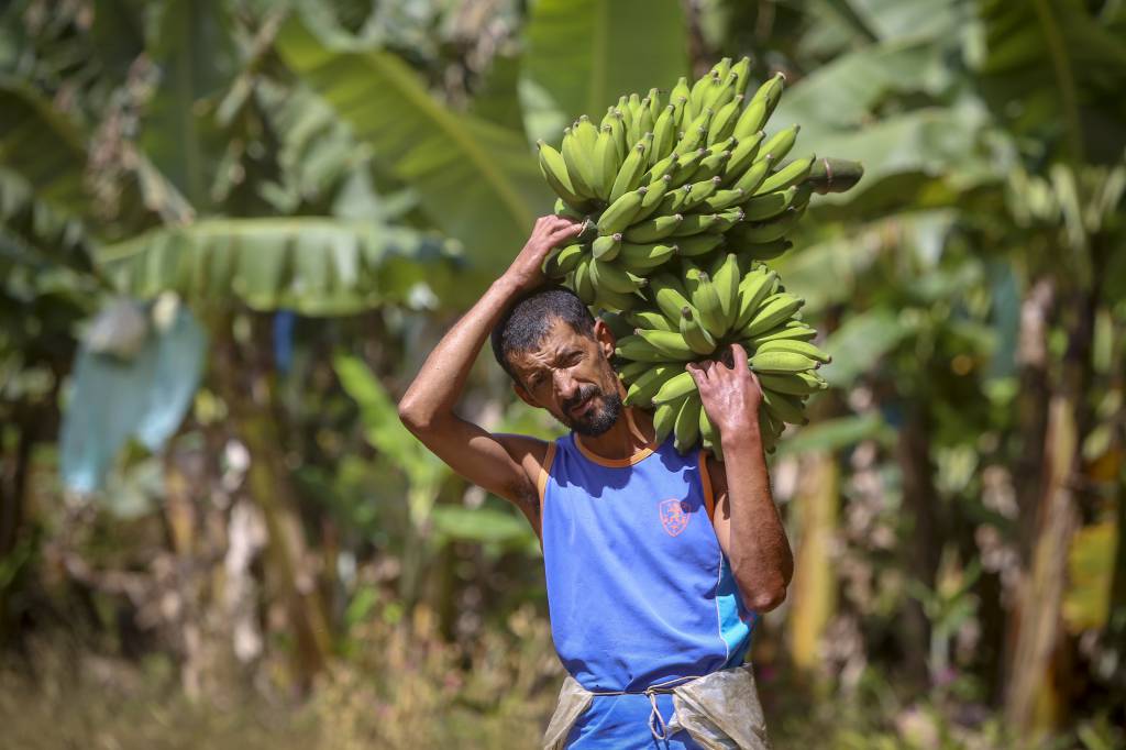 Líder no País, Paraná chega a 359 cidades no Sistema Nacional de Segurança Alimentar