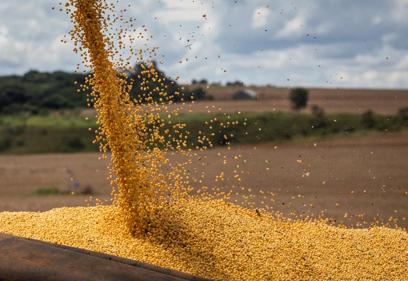 Mercado agrícola de MS em 2024: alta no milho e retração da soja