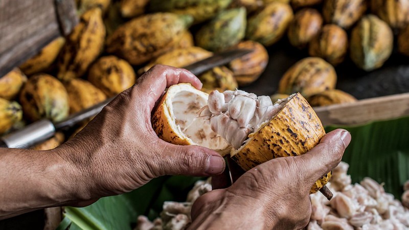 Agricultura baiana registra crescimento na produção de grãos e avanço em diversos produtos agrícolas