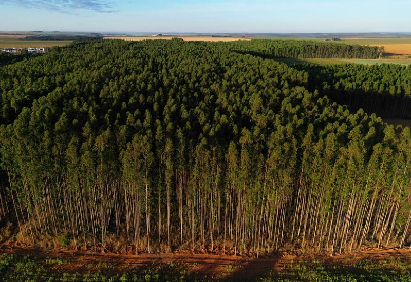 Área dedicada ao cultivo do eucalipto avança no MS, enquanto do milho apresenta queda