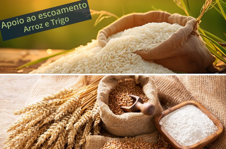 Conab negocia 170,68 mil toneladas de trigo em leilões de apoio ao escoamento