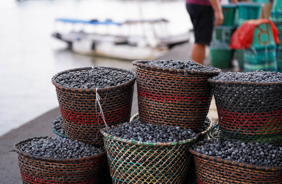 Uso de tecnologias digitais nas cadeias do açaí e do mel busca melhorar qualidade de vida no Marajó