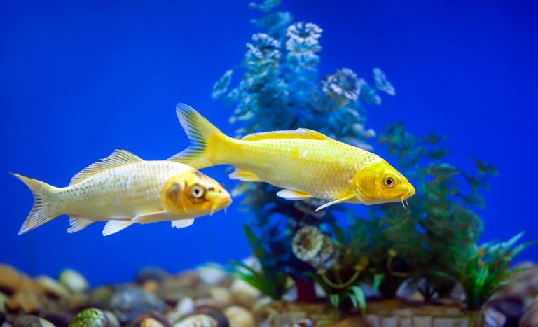 Abertura de mercado no Uruguai para exportação de peixes ornamentais