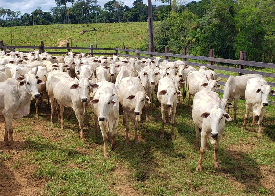 Criação de bezerros no Acre precisa se modernizar para garantir sustentabilidade da pecuária