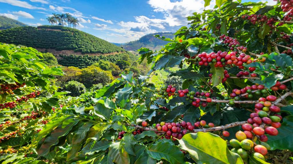 Com liderança do Governo de Minas, agronegócio mineiro alcança PIB recorde de R$ 235 bilhões em 2024
