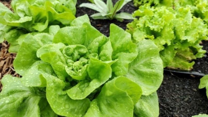 Produção de folhosas é afetada por chuvas e frio intenso no RS