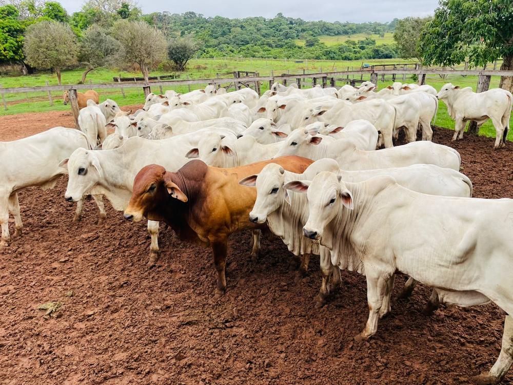 Dia do Pecuarista: Destaque para aquele que leva à mesa a melhor carne do mundo