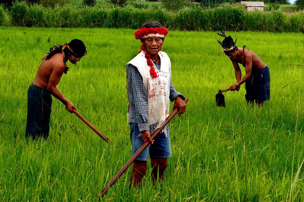 Conab fortalece agricultura indígena em Mato Grosso com apresentação do PAA
