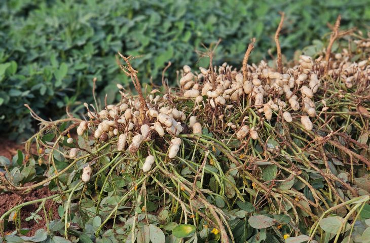 Cultivo de amendoim cresce e consolida MS como 2º maior produtor no país