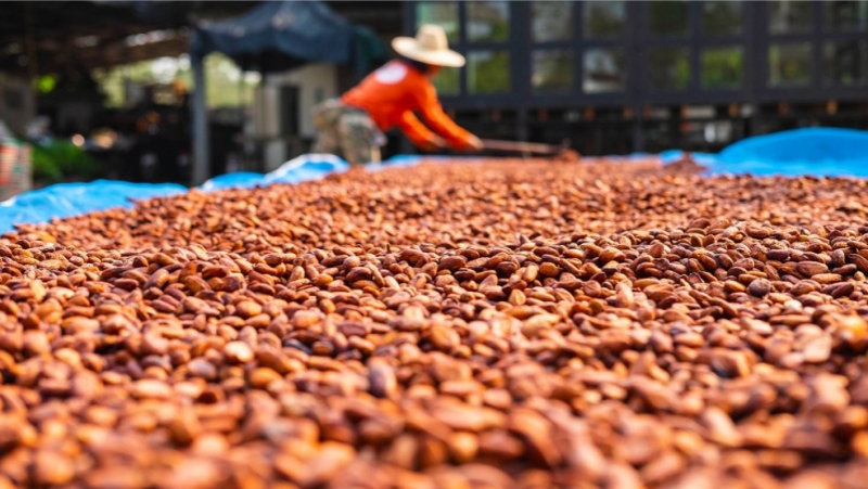 Exportações do agronegócio baiano batem recorde em outubro, impulsionadas por cacau, café e produtos florestais