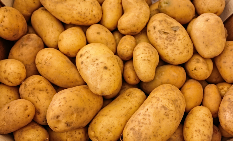 Novos zoneamentos climáticos vão ampliar a produção de batata voltada ao mercado e à indústria