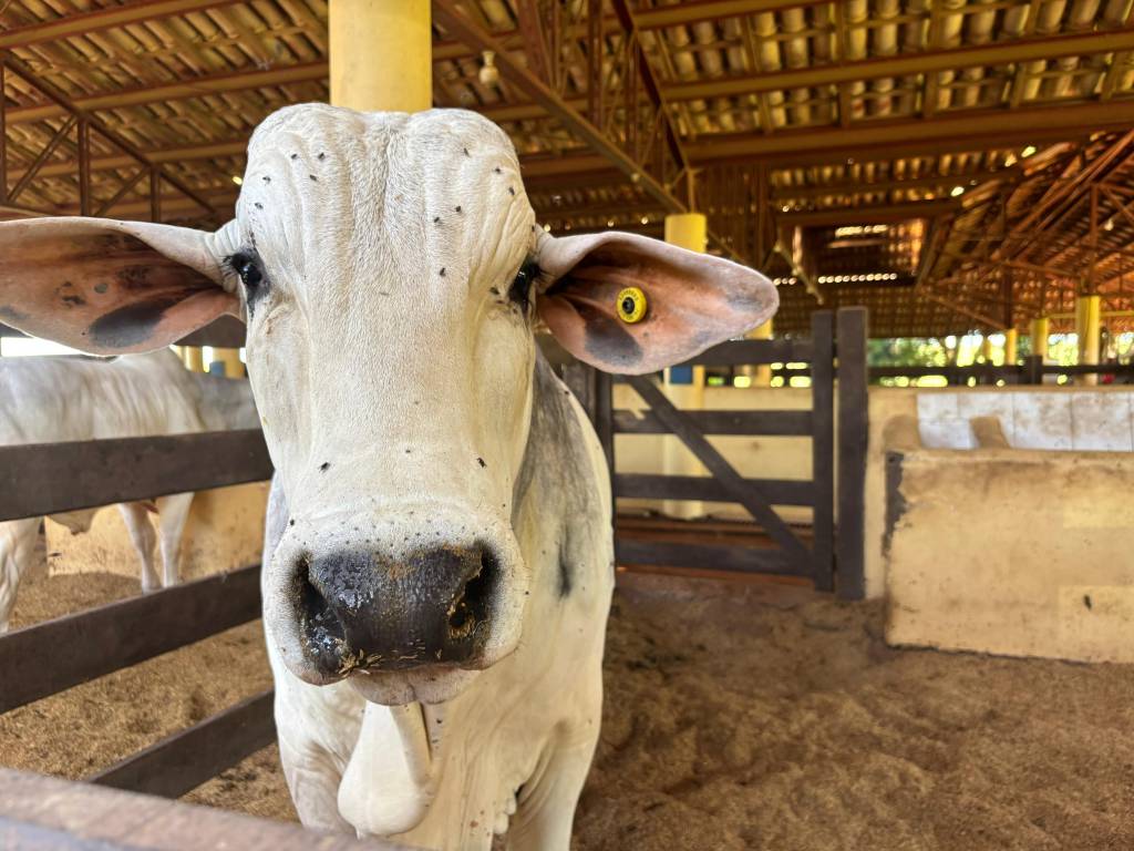 Boletim agropecuário destaca avanço da bovinocultura e impacto das geadas nas lavouras