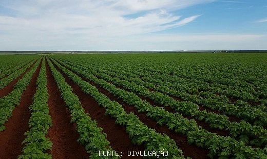 Geada pode comprometer a oferta de batatas nas próximas semanas