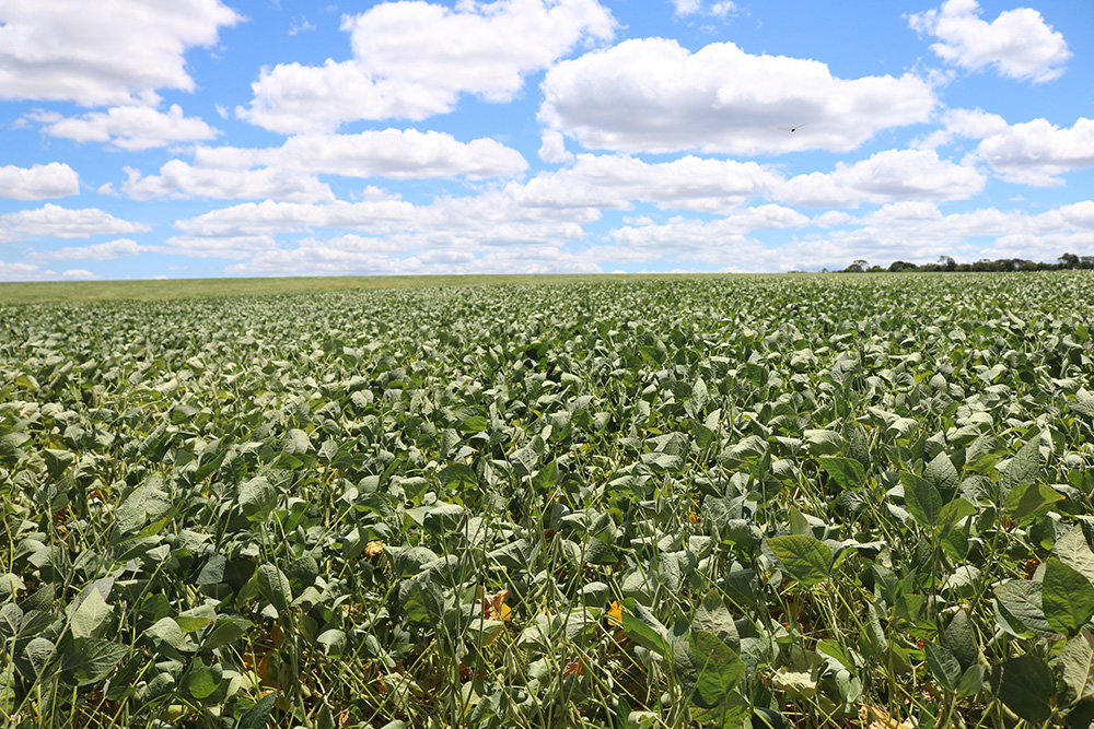 Bactéria da Caatinga vira insumo natural para proteger plantações da seca