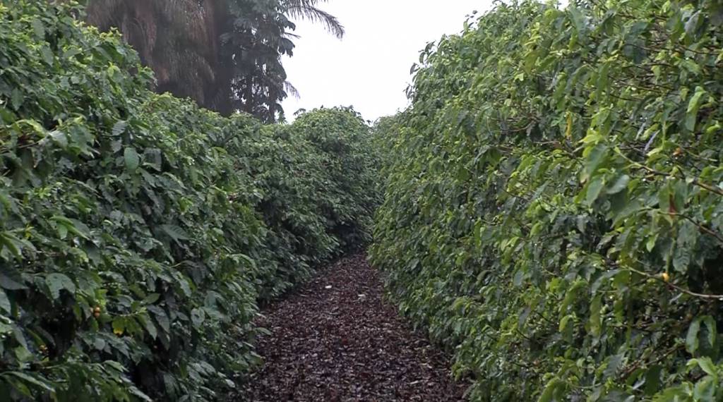 Excesso ou falta de chuvas prejudicam produtividade do café no Brasil