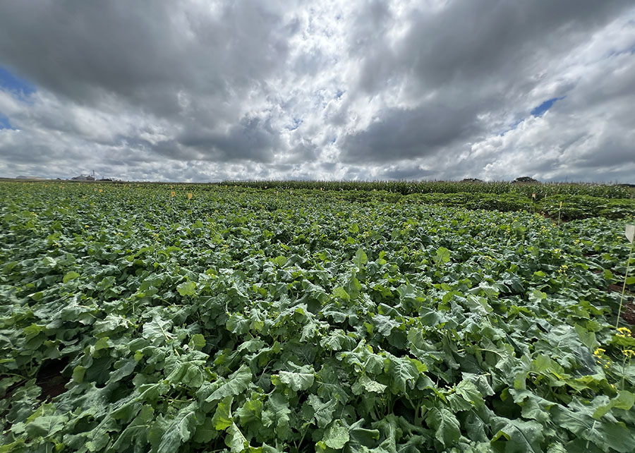Parceria vai criar as primeiras cultivares híbridas de canola adaptadas ao clima brasileiro