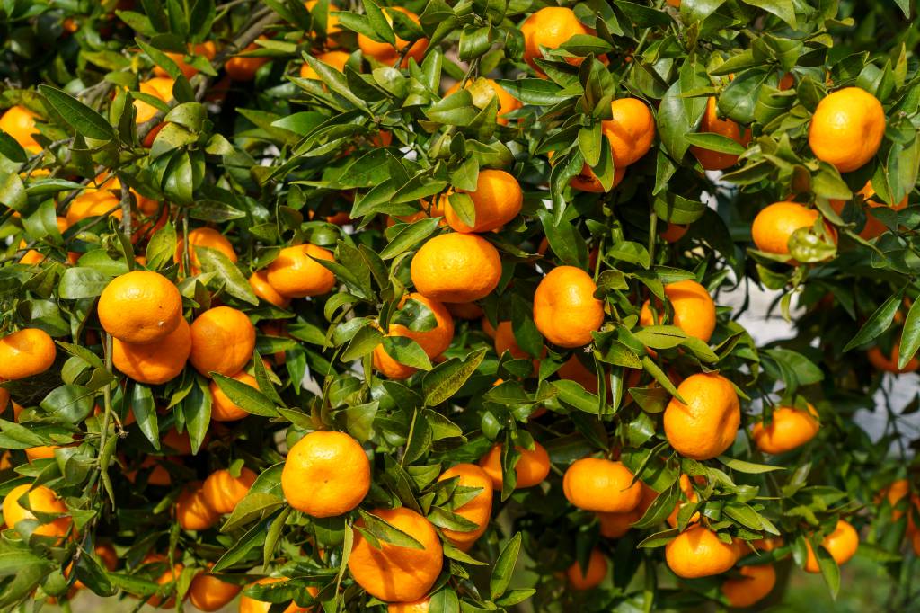 Preços da laranja caem 20% em junho
