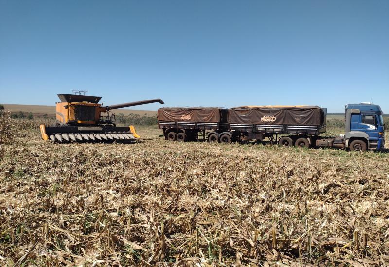 Colheita da segunda safra de milho atinge 88% no Centro-Sul, diz AgRural