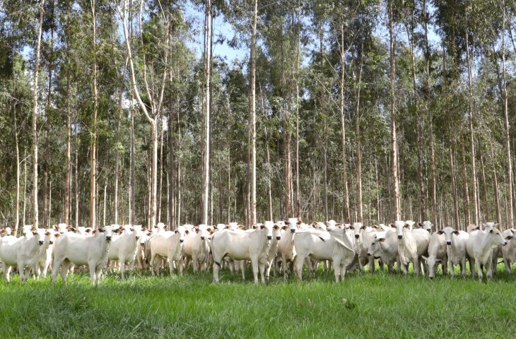 Vacinação contra brucelose em MS: proteção animal e humana reforçada