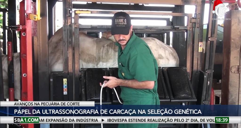 Papel da ultrassonografia de carcaça no melhoramento genético bovino