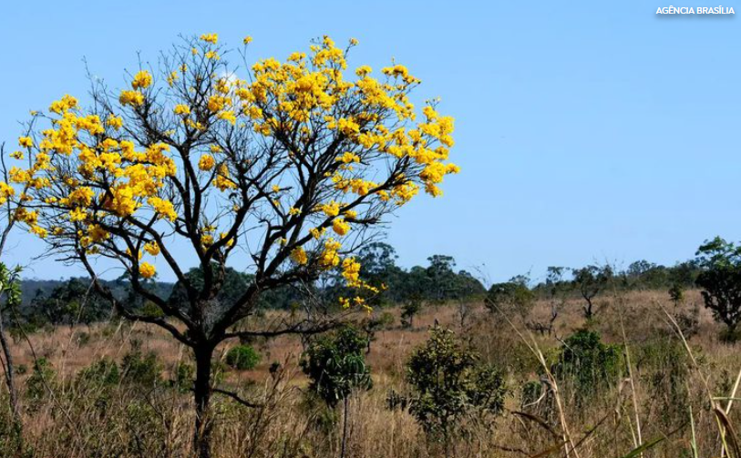 Redução do desmatamento capacita Mato Grosso do Sul e Goiás a captar recursos