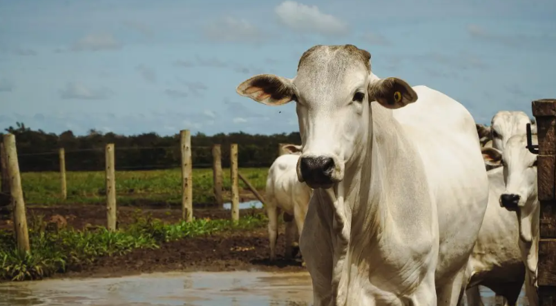 Pecuária brasileira se apresenta ao mundo como referência em sustentabilidade no World Meat Congress