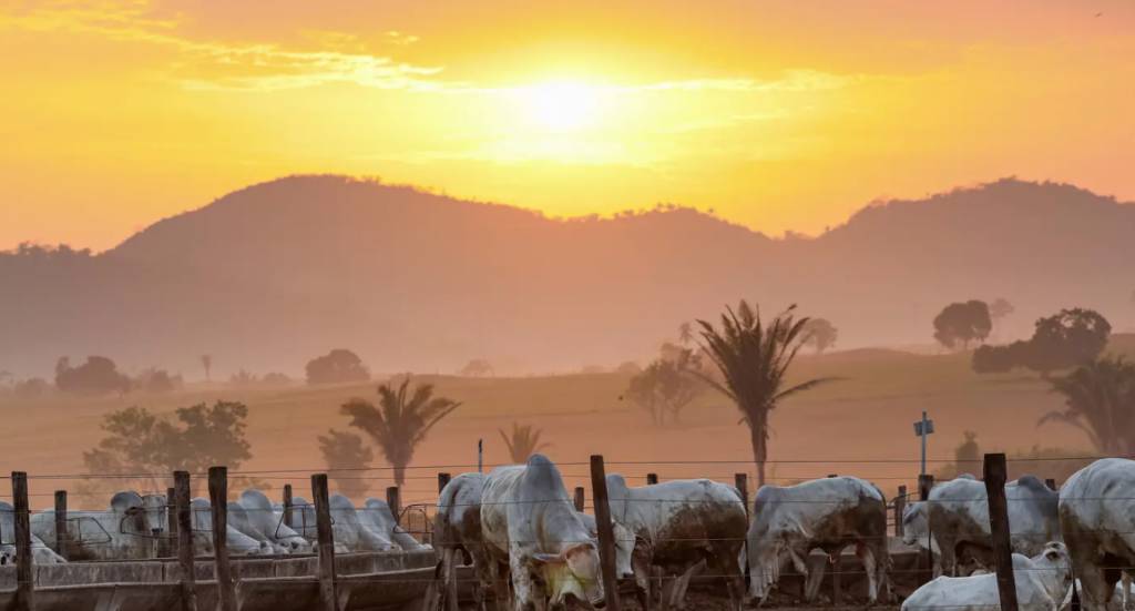 A partir de 1º de janeiro só poderão transitar no Pará bovinos e bubalinos com identificação individual e GTA em dia