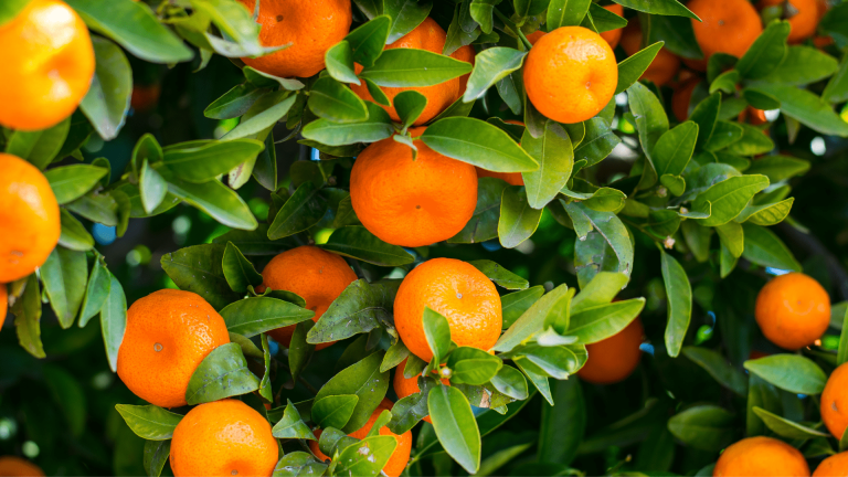 Oferta elevada derruba preços da laranja no mercado de mesa