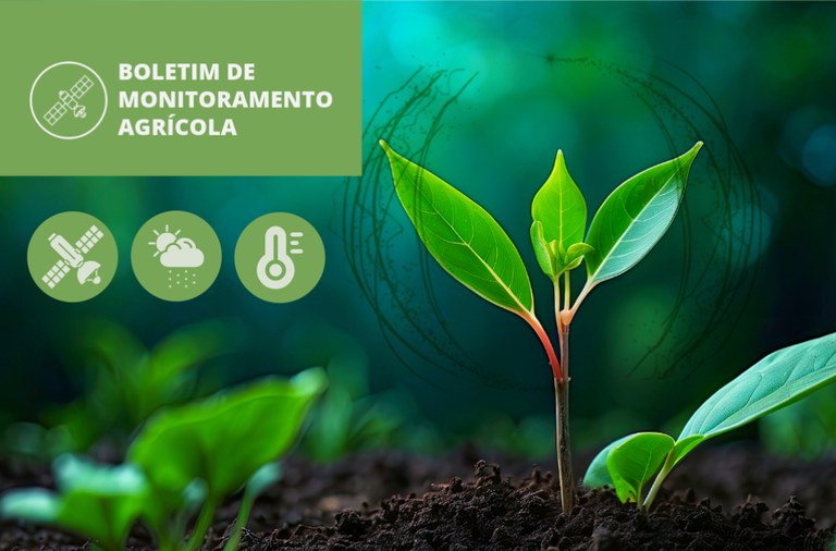 Clima seco impulsiona maturação e colheita de algodão e milho segunda safra no Centro-Oeste e Sudeste