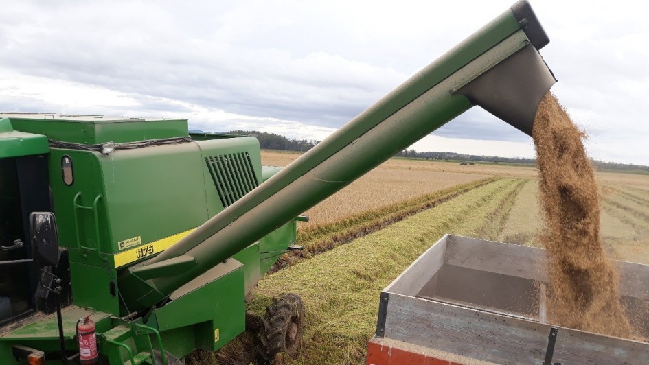 Safra de arroz no RS entra na reta final com quase toda a área colhida